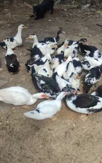 تعویض اردک محلی نر با ماده