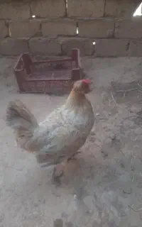 مرغ رسمی خونگی