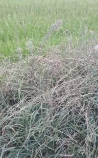 سگ شکاری.   قیمت مقطوع ۱۵ میلیون