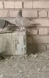 کبوتر