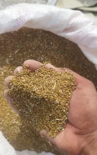 بذر یونجه