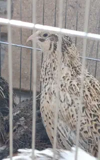 بلدرچین نر و ماده و جوجه  ژاپنی اصلاح نژاد