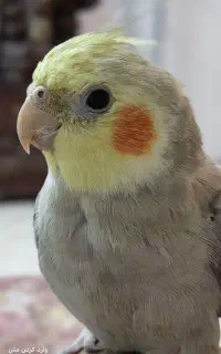 عروس هلندی گمشده