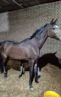 مادیان عرب مدرک دار