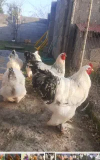 تخم  برهما
