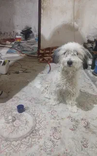 سگ تربیت شده