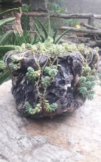 گل و گلدان فانتزی