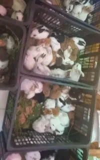 خرگوش