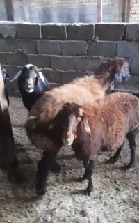 ۸راس میش افشاری