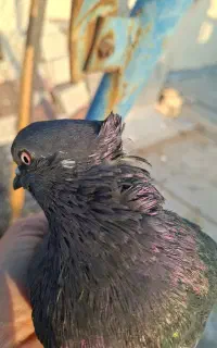 کفتر کبوتر زاغ سبز