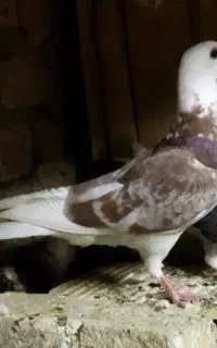 کفتر ماده شازده آلمانی مهر مهر صحیح و سالم گرفتنی