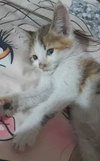 واگذاری بچه گربه رایگان
