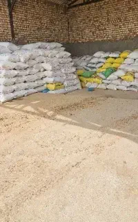 سویا ذرت جو دامی
