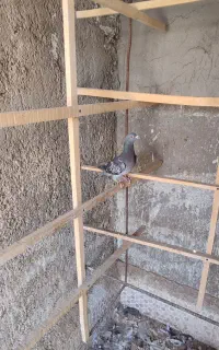 ماده مسافتی زیبا و کاردرست با نشون وشماره وپلاک