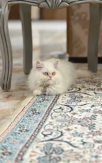 گربه پرشین