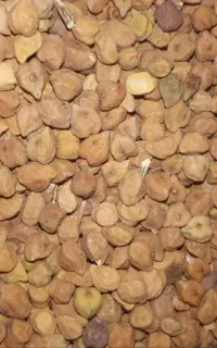 نخود زرد
