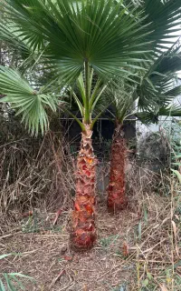 پالم فینیکس یوکا