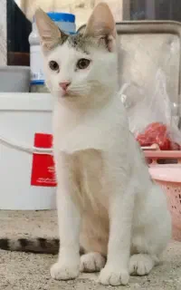 گربه زیبا