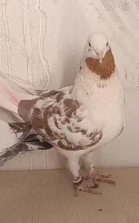 حیوون باخت رفته