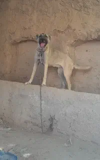 ماده سرابی