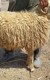 بره قوچ