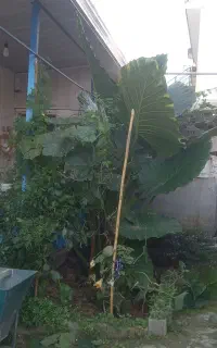 گل بابا ادم
