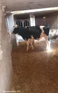 گاو نر