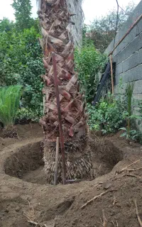 جابجایی درخت و گل وگیاه