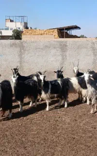 بزماده