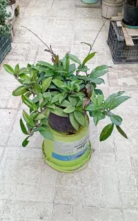 هویا گلدار