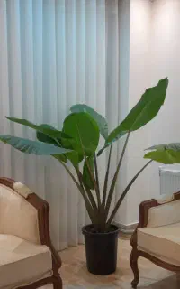 گل بابا آدم
