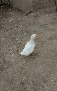 اردک ماده
