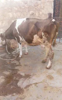 گاو سمینتال جوان