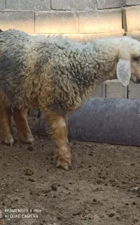 بره ماده سبک.