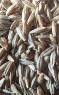 جو دیم بذری