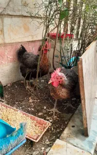 دو عدد مرغ محلی تخم گذار