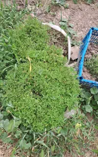 شتل تماته کوردی