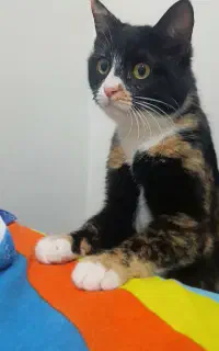 واگذاری رایگان