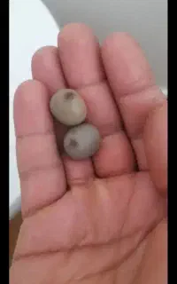 سنگ بخت اقبال محبت