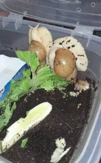 حلزون، خاویار ،