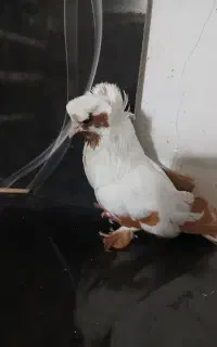 بز پر نر گوچک