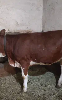 گوساله سیمینتال ماده