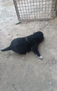 واگذاری توله افغان ماده