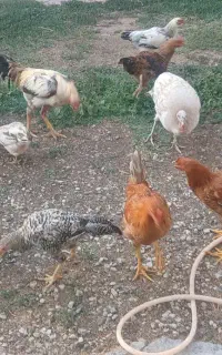 خروس نیمچه