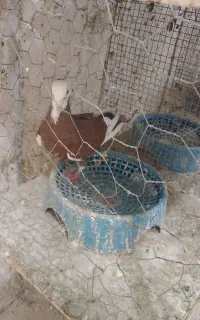 کبوتر پلنگ