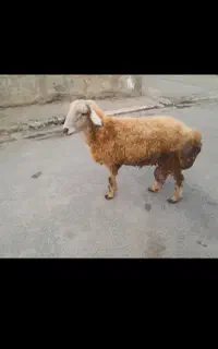کشتار امروز نر بره درجه یک