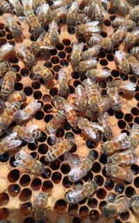 شاگرد زنبورداری