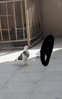 جوجه کفتر