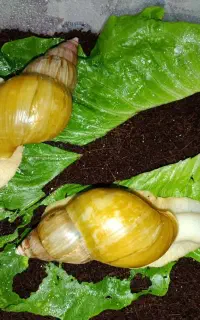 حلزون و خاویار حلزون