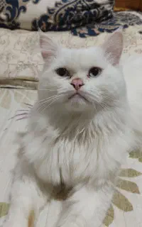 گربه بریتیش اصیل و نژاد دار سفید موبلند